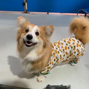 PJ week is back Mon 22nd – Fri 26th July
GET YOUR PUPS IN THEIR BEST PJS! 

This year we will be raising money for Fetching dogs and ask for a gold coin donation 💰 
Gold join donation box will be found on the reception desk. 
https://www.fetchingdogs.com.au/
We raised $307.10 last year for the Willow Tree Sanctuary – let this year be bigger & better!! 

HOW IT WORKS-
All you need to do is embarrass your pup by not taking off their favourite pjs and sending them to school in them 😂
We ask for a gold coin (or more) donation to be made in the week and we will be sure to upload lots of fun photos for you to save 😄

BEST DRESSED for the week will receive a 2.5kg of SavourLife food and a bottle of Champagne 🍾 
 
Send your dog to school in their PJ’s all week starting Monday 22ndJuly to help Scruffys support foster care awareness.
There will be a gold coin donation box on the reception desk and all funds collected will be donated to the Fetching Dog.
National Pyjama Day is all about wearing your favourite pair of PJ’s to help ‘The Pyjama Foundation’ raise much needed awareness and funds for children in foster care https://fundraise.thepyjamafoundation.com/event/npd/home,  but we though we would put our spin on it and raise money and awareness for foster dogs.
There are many fantastic foster care organisations and without them a lot of dogs would be spending their time waiting to be re-homed in kennels instead of in a loving short-term home. Scruffys has chosen to raise funds for Fetching Dogs because they see, assess their dogs on an individually basis rather than what ‘breed’ the dog is and here at Scruffys we have the same view.

- [ ] #scruffysdogs #scruffysdogsofinstagram #scruffyssquad #scruffysdoggydaycare #scruffys #scruffyspups #dogsofthenorthernbeaches #northernbeachesdogs #northernbeacheslocal #ilovemydog #weloveourjob #dogoftheday #doglovers #brookvale #dogsofsydney #dogsofinstagram #howmuchfuncanoneplacebe #wherefriendshipsaremade #wheremannersaretaught #daycare #doglover #dogphotography 
#pajamaparty #pajamaday